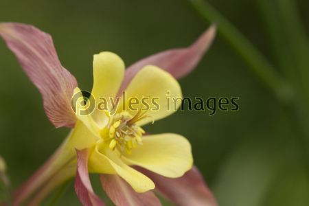 �����ޥ�