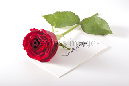 �Х��£��ʪ