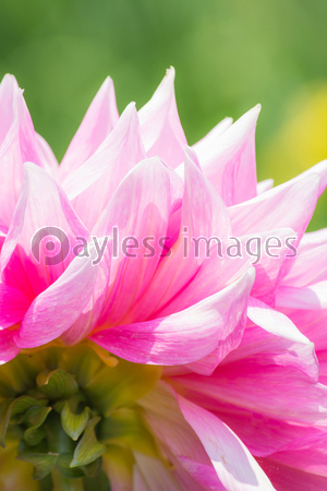 �ԥ󥯿��β֡��֤Ӥ�