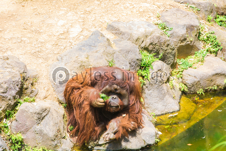 オラウータン 商用利用可能な写真素材 イラスト素材ならストックフォトの定額制ペイレスイメージズ