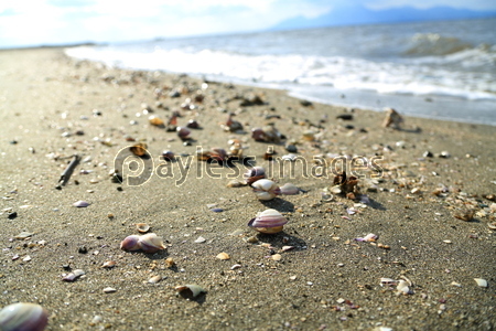 砂浜の貝殻 商用利用可能な写真素材 イラスト素材ならストックフォトの定額制ペイレスイメージズ