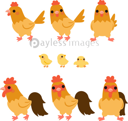 鶏の家族 茶色 商用利用可能な写真素材 イラスト素材ならストックフォトの定額制ペイレスイメージズ