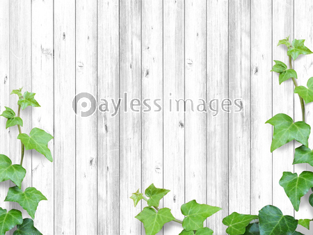 コンクリートとツタ - 商用利用可能な写真素材・イラスト素材なら 