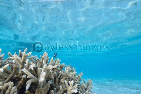 サンゴと綺麗な海 商用利用可能な写真素材 イラスト素材ならストックフォトの定額制ペイレスイメージズ サンゴと綺麗な海 商用利用可能な写真素材 イラスト素材ならストックフォトの定額制ペイレスイメージズ
