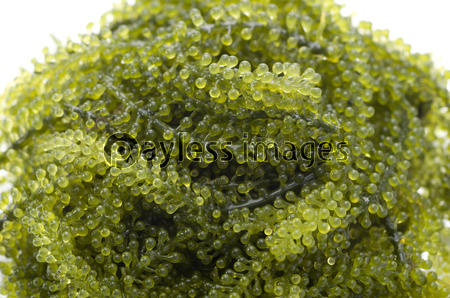 海ぶどう 商用利用可能な写真素材 イラスト素材ならストックフォトの定額制ペイレスイメージズ