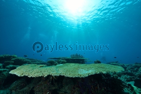 激レア！希少 本物 テーブルサンゴ 珊瑚 激レア！希少 本物 テーブルサンゴ 珊瑚 激レア！希少 本物 テーブル