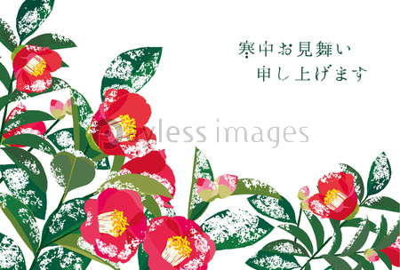寒中見舞い 椿 商用利用可能な写真素材 イラスト素材ならストックフォトの定額制ペイレスイメージズ