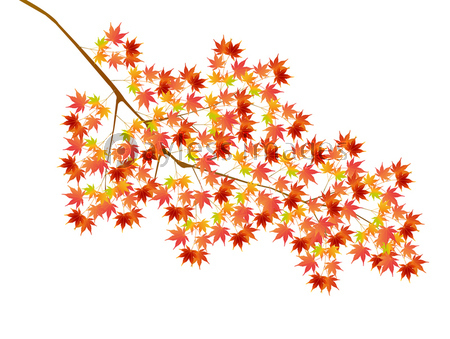 紅葉 秋 木 アイコン ストックフォトの定額制ペイレスイメージズ