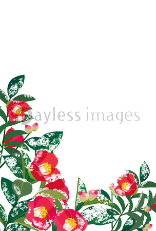 雪が積もった椿 ストックフォトの定額制ペイレスイメージズ 雪が積もった椿 ストックフォトの定額制ペイレスイメージズ