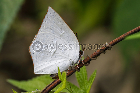 ���饮�󥷥���