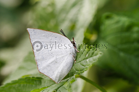 ���饮�󥷥���