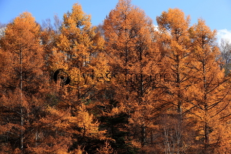 紅葉のカラマツ林 ストックフォトの定額制ペイレスイメージズ