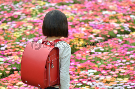 花畑に立つ小学生の女の子 後姿 ストックフォトの定額制ペイレスイメージズ