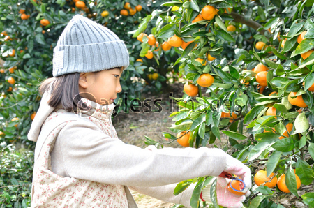 みかん狩りを楽しむ女の子 商用利用可能な写真素材 イラスト素材ならストックフォトの定額制ペイレスイメージズ