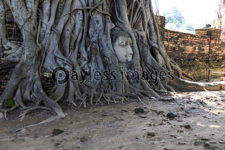タイ・アユタヤ　ワット・マハータートの仏...