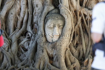 タイ・アユタヤ　ワット・マハータートの仏...
