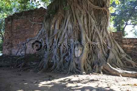 タイ・アユタヤ　ワット・マハータートの仏...