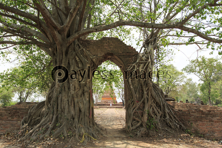 タイ国アユタヤ県の遺跡ワット・プラ・ガー...