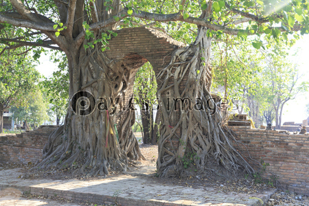 タイ国アユタヤ県の遺跡ワット・プラ・ガー...