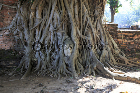 タイ・アユタヤ　ワット・マハータートの仏頭