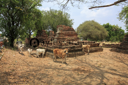 タイ国アユタヤ県の遺跡ワット・ジャオ・ヤーと牛の群れ