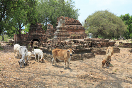タイ国アユタヤ県の遺跡ワット・ジャオ・ヤーと牛の群れ