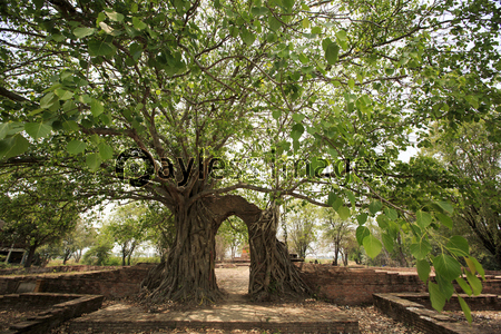 タイ国アユタヤ県の遺跡ワット・プラ・ガームの古い門