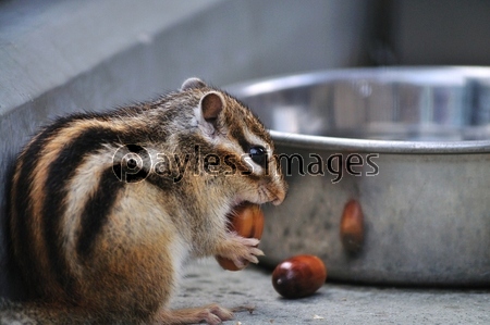 クルミを食べるシマリス 商用利用可能な写真素材 イラスト素材ならストックフォトの定額制ペイレスイメージズ