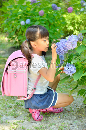 アジサイと小学生の女の子 梅雨 商用利用可能な写真素材 イラスト素材ならストックフォトの定額制ペイレスイメージズ