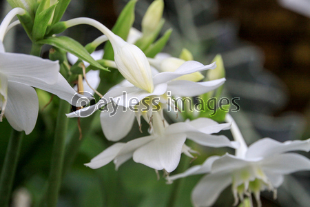 アマゾンリリー ストックフォトの定額制ペイレスイメージズ