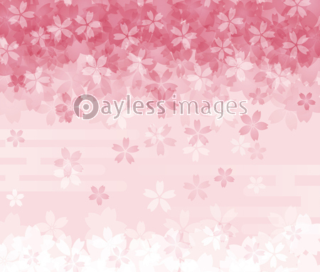 満開の桜 背景イラスト ストックフォトの定額制ペイレスイメージズ