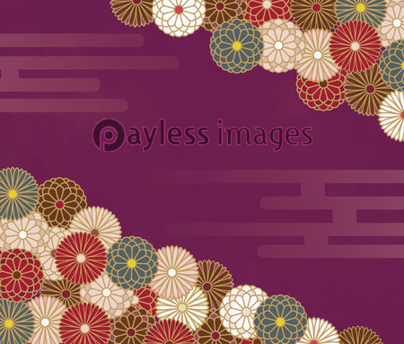 菊の花 日本の伝統和柄模様 ストックフォトの定額制ペイレスイメージズ