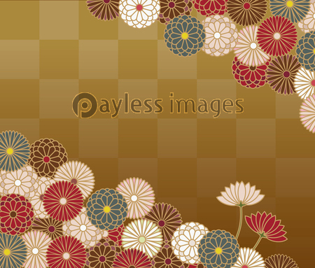 菊の花と市松の和柄模様 ストックフォトの定額制ペイレスイメージズ