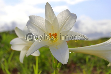 �ƥåݥ����