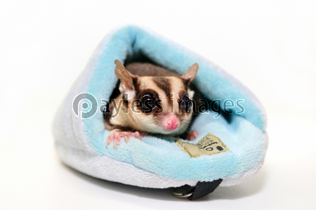 Japan Image モモンガ イラスト フリー