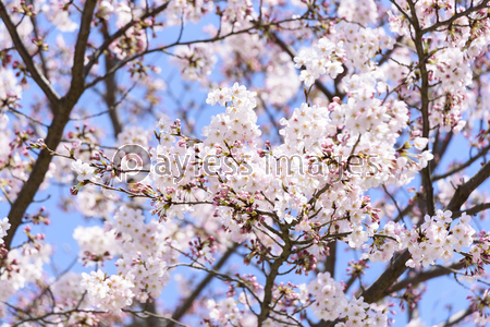 桜 八分咲き ストックフォトの定額制ペイレスイメージズ