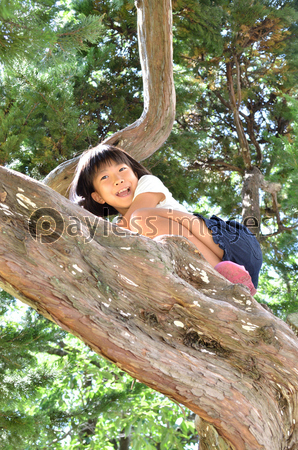 木登りの写真 イラスト素材 写真素材 ストックフォトの定額制ペイレスイメージズ