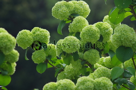 満開のオオテマリの花 商用利用可能な写真素材 イラスト素材ならストックフォトの定額制ペイレスイメージズ