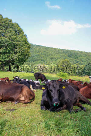 笹ヶ峰牧場の牛 商用利用可能な写真素材 イラスト素材ならストックフォトの定額制ペイレスイメージズ