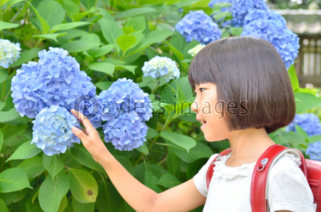 アジサイと小学生の女の子 梅雨 商用利用可能な写真素材 イラスト素材ならストックフォトの定額制ペイレスイメージズ