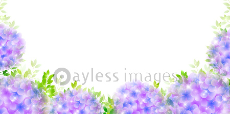 あじさい 花 梅雨 アイコン 商用利用可能な写真素材 イラスト素材ならストックフォトの定額制ペイレスイメージズ