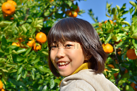 みかん狩りをする女の子 商用利用可能な写真素材 イラスト素材ならストックフォトの定額制ペイレスイメージズ