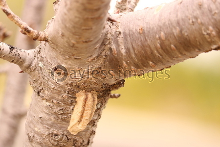 ���ޥ������