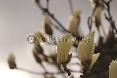 �ϥ��⥯���