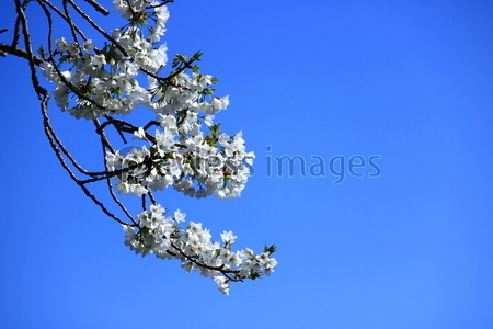 �������ܤβ֤��Ķ�