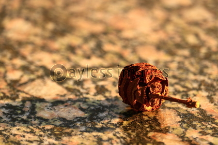 �᥿���������μ�