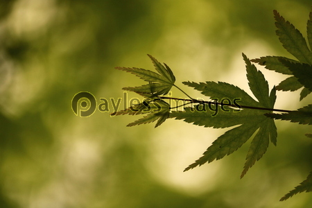 �����Ǥμ���