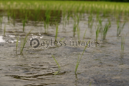 ���Ĥο�ĥ��