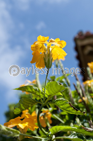 クロッサンドラの花 商用利用可能な写真素材 イラスト素材ならストックフォトの定額制ペイレスイメージズ