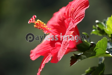 �ϥ��ӥ�����